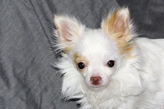 Mouse - Fawn Spotted on White Longcoat Male Chihuahua Puppy