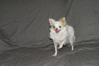 Mouse - Fawn Spotted on White Longcoat Male Chihuahua Puppy