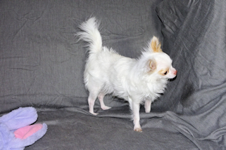 Mouse - Fawn Spotted on White Longcoat Male Chihuahua Puppy