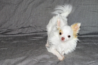 Mouse - Fawn Spotted on White Longcoat Male Chihuahua Puppy