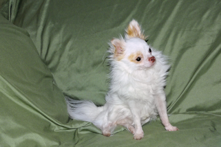 Mouse - Fawn Spotted on White Longcoat Male Chihuahua Puppy