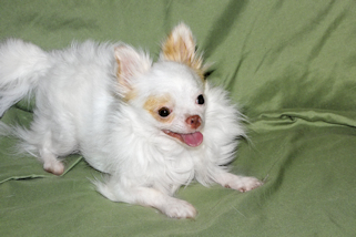 Mouse - Fawn Spotted on White Longcoat Male Chihuahua Puppy