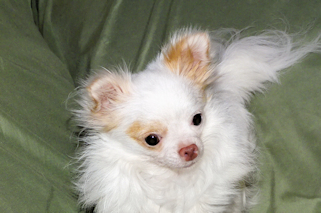 Mouse - Fawn Spotted on White Longcoat Male Chihuahua Puppy