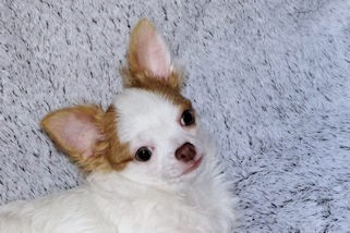 Popcorn - Red Spotted on White Longcoat Male Chihuahua Puppy