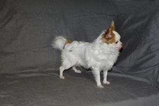 Popcorn - Red Spotted on White Longcoat Male Chihuahua Puppy