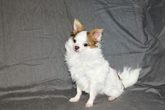 Popcorn - Red Spotted on White Longcoat Male Chihuahua Puppy