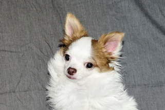 Popcorn - Red Spotted on White Longcoat Male Chihuahua Puppy