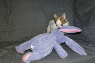 Popcorn - Red Spotted on White Longcoat Male Chihuahua Puppy