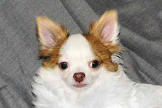Popcorn - Red Spotted on White Longcoat Male Chihuahua Puppy