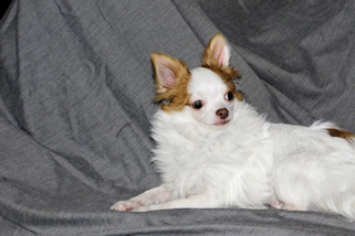 Popcorn - Red Spotted on White Longcoat Male Chihuahua Puppy