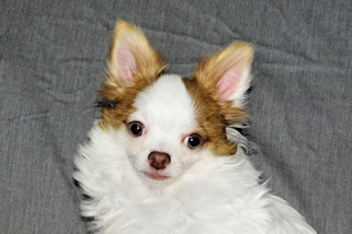 Popcorn - Red Spotted on White Longcoat Male Chihuahua Puppy