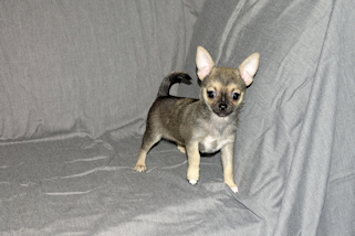 Posie - Fawn with Black Sableing and Black Mask Smoothcoat Female Chihuahua puppy