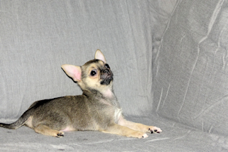 Posie - Fawn with Black Sableing and Black Mask Smoothcoat Female Chihuahua puppy