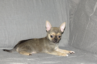 Posie - Fawn with Black Sableing and Black Mask Smoothcoat Female Chihuahua puppy