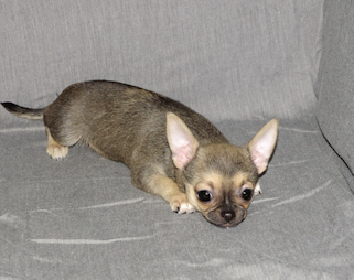 Posie - Fawn with Black Sableing and Black Mask Smoothcoat Female Chihuahua puppy