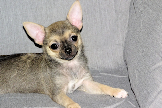 Posie - Fawn with Black Sableing and Black Mask Smoothcoat Female Chihuahua puppy