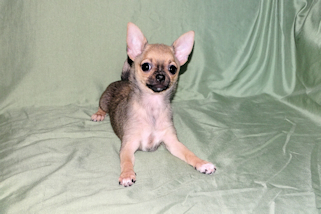 Posie - Fawn with Black Sableing and Black Mask Smoothcoat Female Chihuahua puppy