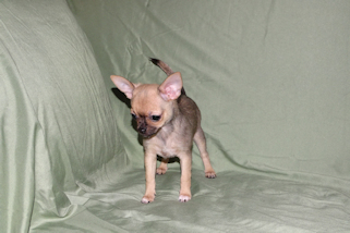 Posie - Fawn with Black Sableing and Black Mask Smoothcoat Female Chihuahua puppy