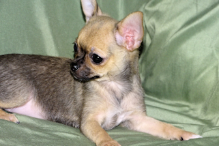 Posie - Fawn with Black Sableing and Black Mask Smoothcoat Female Chihuahua puppy