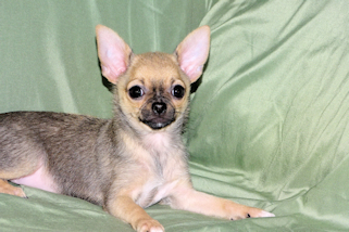 Posie - Fawn with Black Sableing and Black Mask Smoothcoat Female Chihuahua puppy