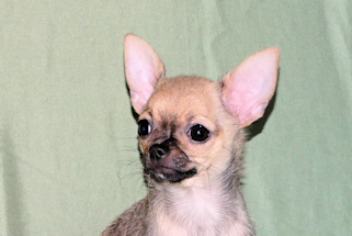 Posie - Fawn with Black Sableing and Black Mask Smoothcoat Female Chihuahua puppy