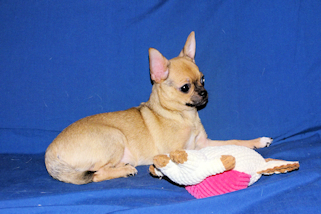 Posie - Fawn with Black Sableing and Black Mask Smoothcoat Female Chihuahua puppy