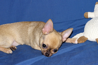 Posie - Fawn with Black Sableing and Black Mask Smoothcoat Female Chihuahua puppy