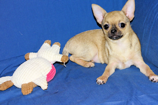Posie - Fawn with Black Sableing and Black Mask Smoothcoat Female Chihuahua puppy