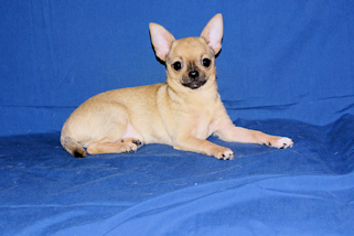 Posie - Fawn with Black Sableing and Black Mask Smoothcoat Female Chihuahua puppy