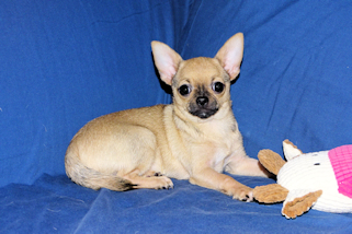 Posie - Fawn with Black Sableing and Black Mask Smoothcoat Female Chihuahua puppy