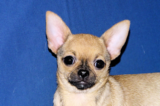 Posie - Fawn with Black Sableing and Black Mask Smoothcoat Female Chihuahua puppy