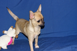 Posie - Fawn with Black Sableing and Black Mask Smoothcoat Female Chihuahua puppy