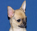 Posie - Fawn with Black Sableing and Black Mask Smoothcoat Female Chihuahua puppy
