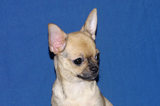 Posie - Fawn with Black Sableing and Black Mask Smoothcoat Female Chihuahua puppy