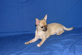 Posie - Fawn with Black Sableing and Black Mask Smoothcoat Female Chihuahua puppy