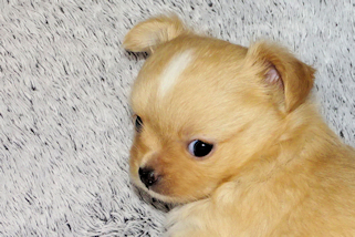 Gold and White Longcoat Male Chihuahua Puppy