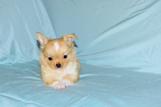 River - Gold and White Longcoat Male Chihuahua Puppy