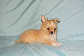 River - Gold and White Longcoat Male Chihuahua Puppy