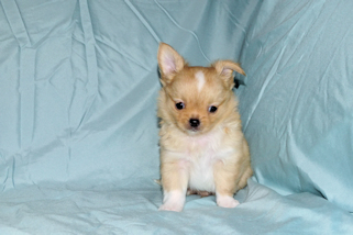 River - Gold and White Longcoat Male Chihuahua Puppy