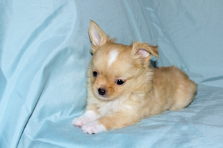 River - Gold and White Longcoat Male Chihuahua Puppy