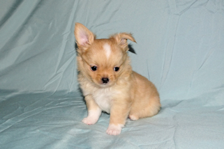 River - Gold and White Longcoat Male Chihuahua Puppy