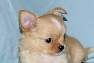 River - Gold and White Longcoat Male Chihuahua Puppy