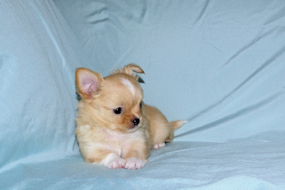 River - Gold and White Longcoat Male Chihuahua Puppy