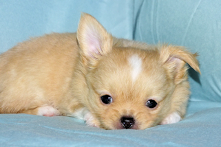 River - Gold and White Longcoat Male Chihuahua Puppy