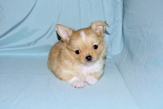 River - Gold and White Longcoat Male Chihuahua Puppy