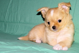 River - Gold and White Longcoat Male Chihuahua Puppy