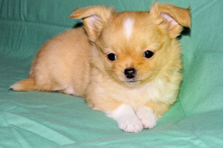 River - Gold and White Longcoat Male Chihuahua Puppy