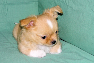 River - Gold and White Longcoat Male Chihuahua Puppy