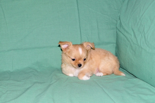 River - Gold and White Longcoat Male Chihuahua Puppy