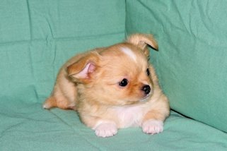 River - Gold and White Longcoat Male Chihuahua Puppy